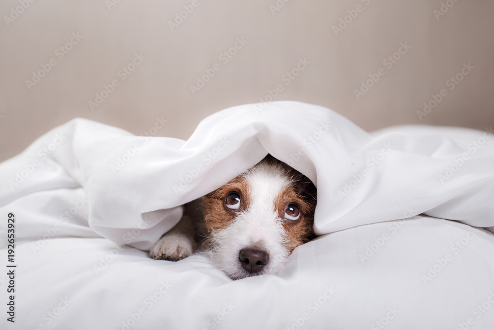 Dog in bed. Jack Russell Terrier Dog in bed. Jack Russell Terrier