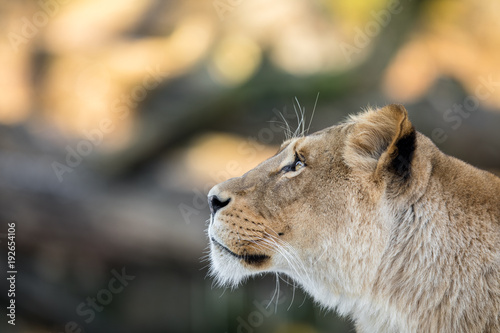 Female lion, Panthera leo, lionesse portrait, head profile on soft background, looking to the left, with space for text on left side photo