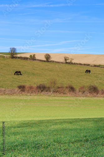 Two Horses on a Hillside