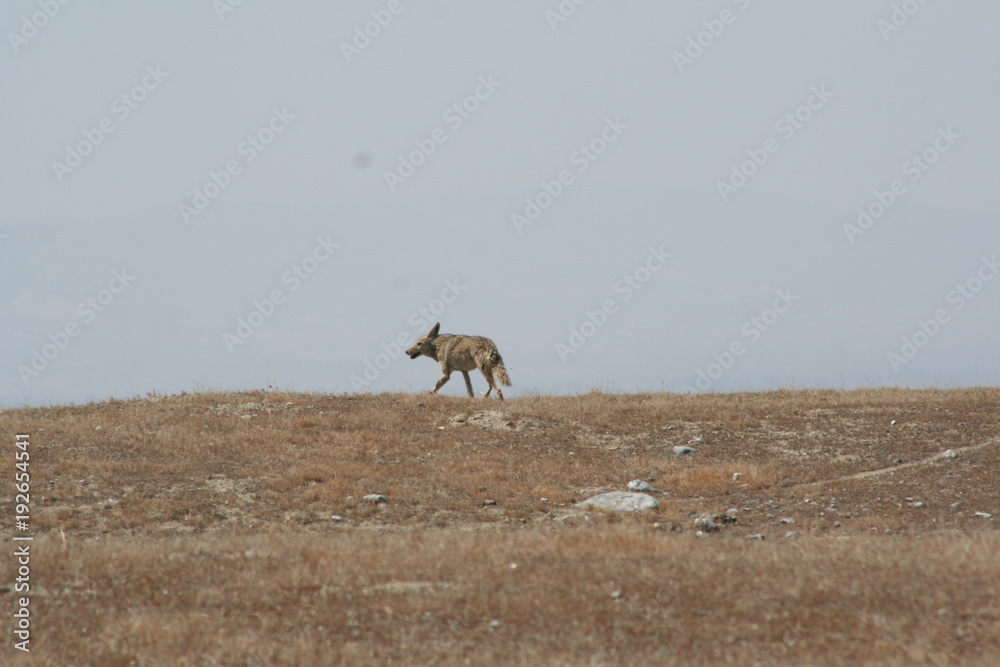 Fototapeta premium California Coyote