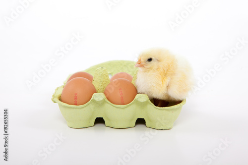 Küken sitzen und stehen in einem Eierkarton aus dem Supermarkt © TopDog-Foto