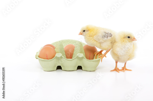 Küken sitzen und stehen in und neben einem Eierkarton aus dem Supermarkt