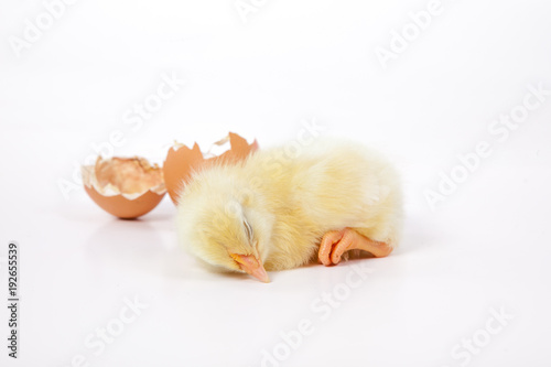 Küken schläft vor einer zerbrochenen Eierschale