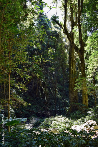 Fototapeta Naklejka Na Ścianę i Meble -  Huge rainforest tree in Bunya National Park