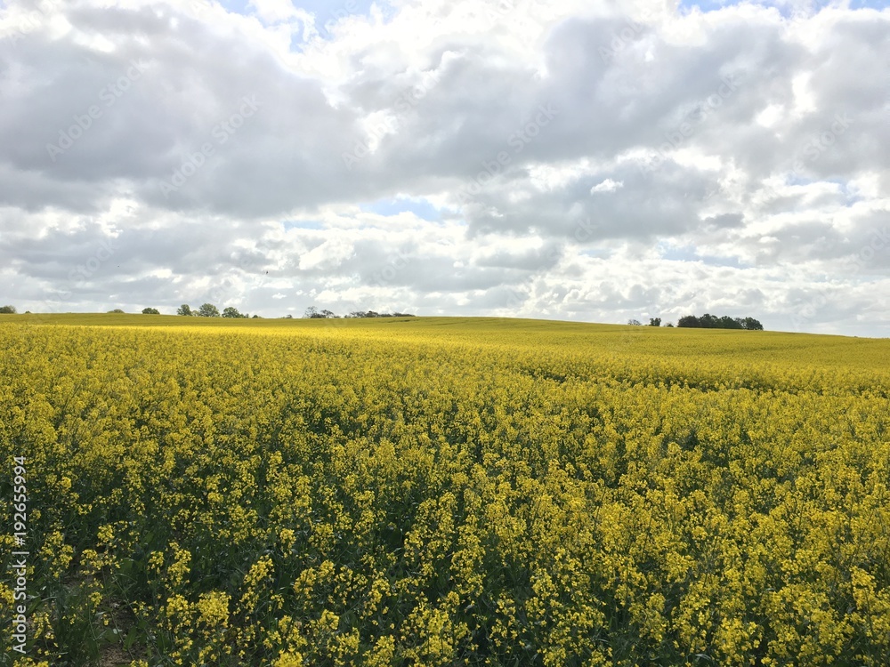 Rapsfeld im Mai, Landschaft, Rapsblüte, Raps, Gelbes Feld