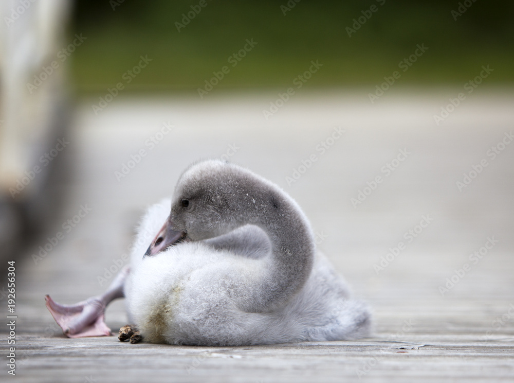 Obraz premium The baby bird of a swan on the mooring
