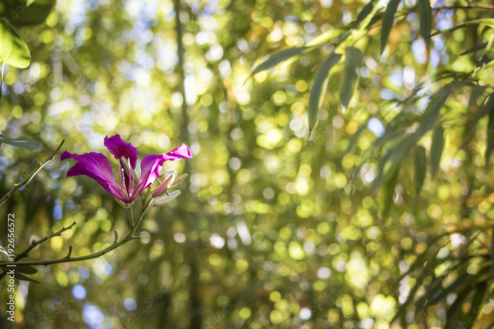 Obraz premium Bauhinia Flower Left Orientation with Bamboo Growing behind