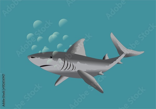 Blue shark 