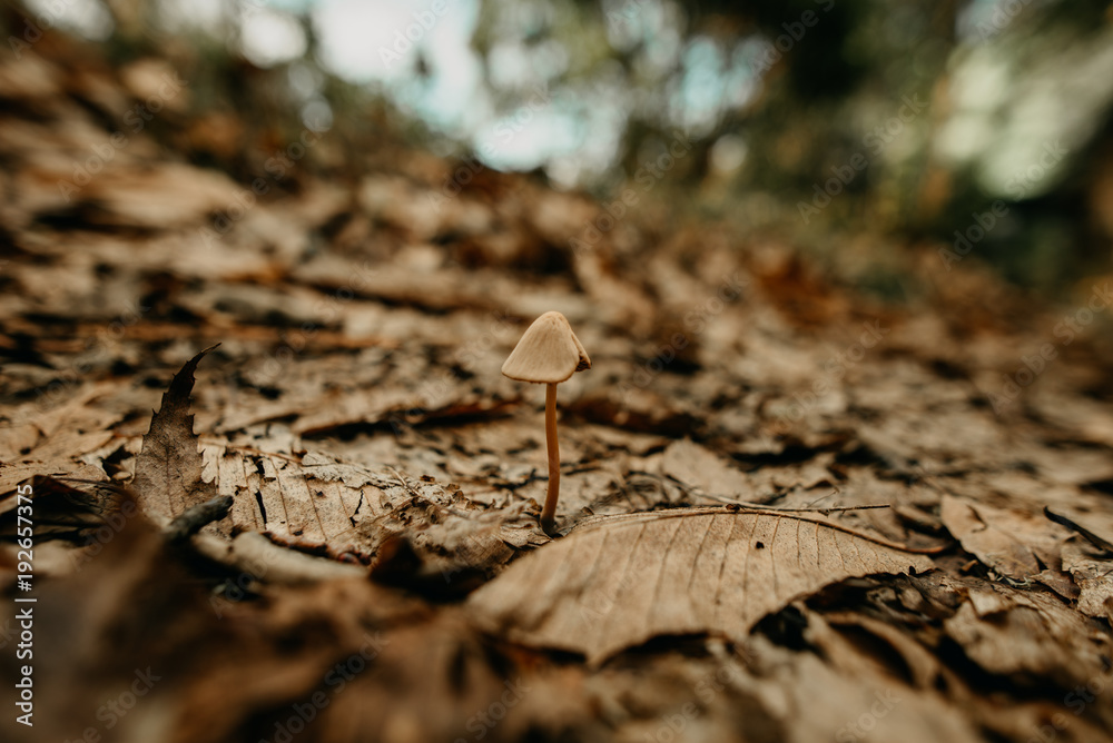 Mushroom Mushroom