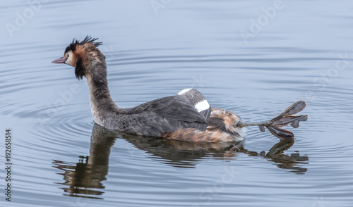 haubentaucher photo