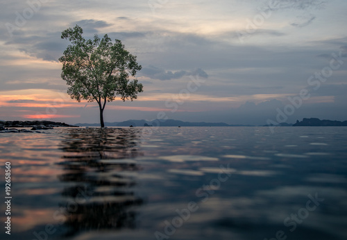 Classic Thailand sunset view with alone tree in the water