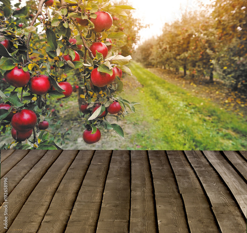 Organic apples hanging from a tree branch in an apple orchard. Wiew with wooden pier. Empty ready for your product display montage.