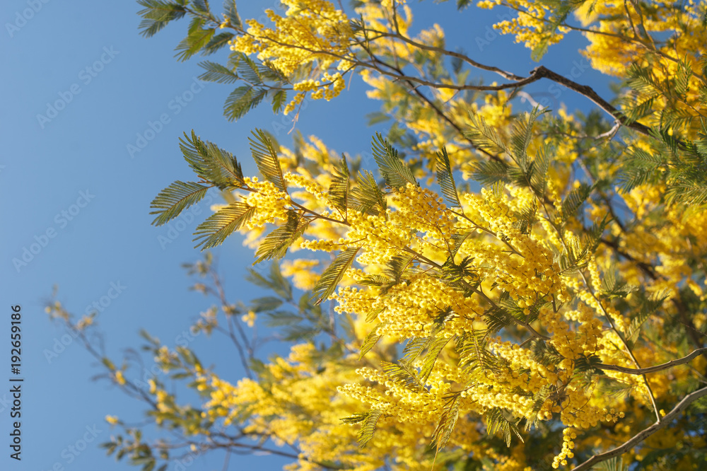 Fluffy fresh mimosa branches with blue sky background Fluffy fresh mimosa branches with blue sky background
