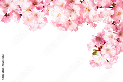 Rosa Kirschblüten Freisteller vor weißem Hintergrund