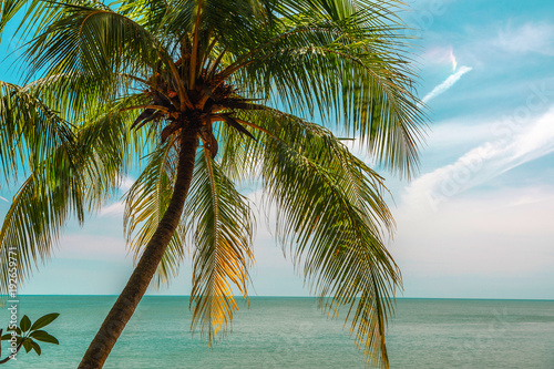 пальма у моря на пляжу на фоне голубого неба 
