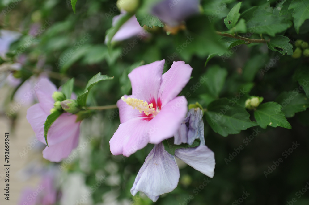 Fototapeta premium 日本の街で見かける植物
