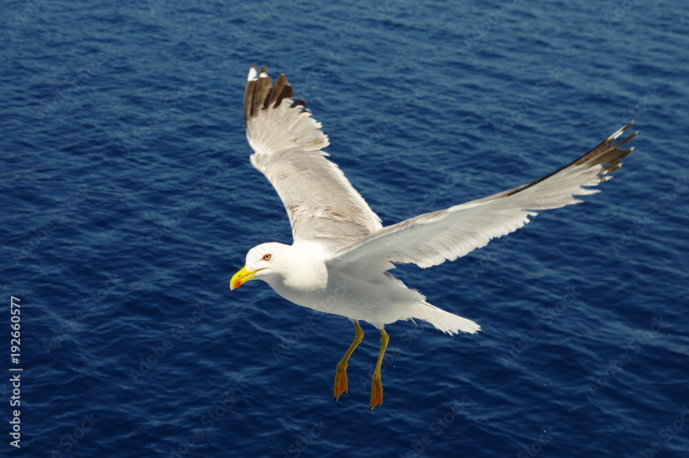 Bird in flight. White seagull flying over the blue sea.
