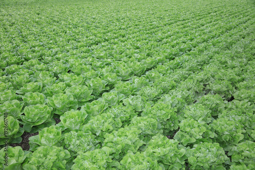 Fresh Lettuce on the Field in Germany