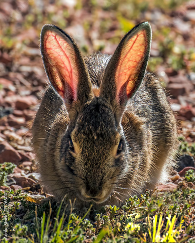 Backlit Bunny