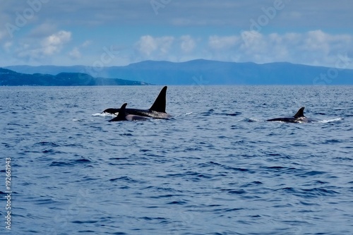 Orca at Pico Island, Azores 