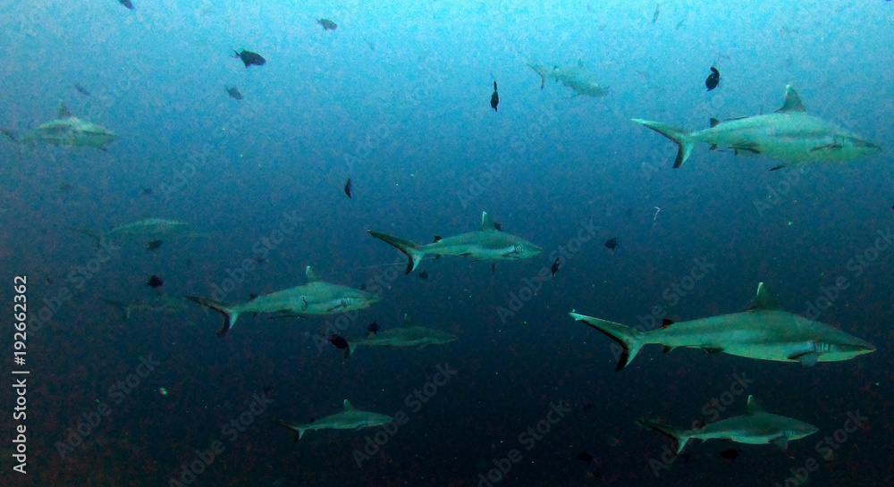 Obraz premium Close up of white tip reef shark from the tropical Maldives