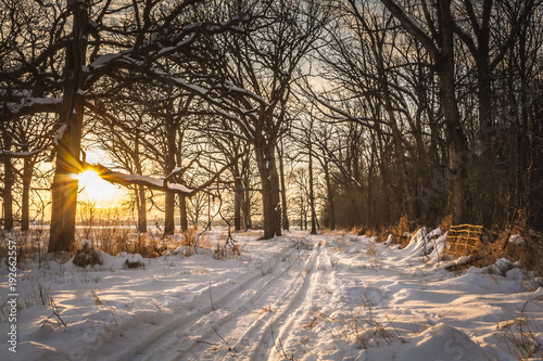 A snowmobile trail travels through oak trees and woods at sunset with a starburst against a tree trunk on a winter evening with snow on the ground.