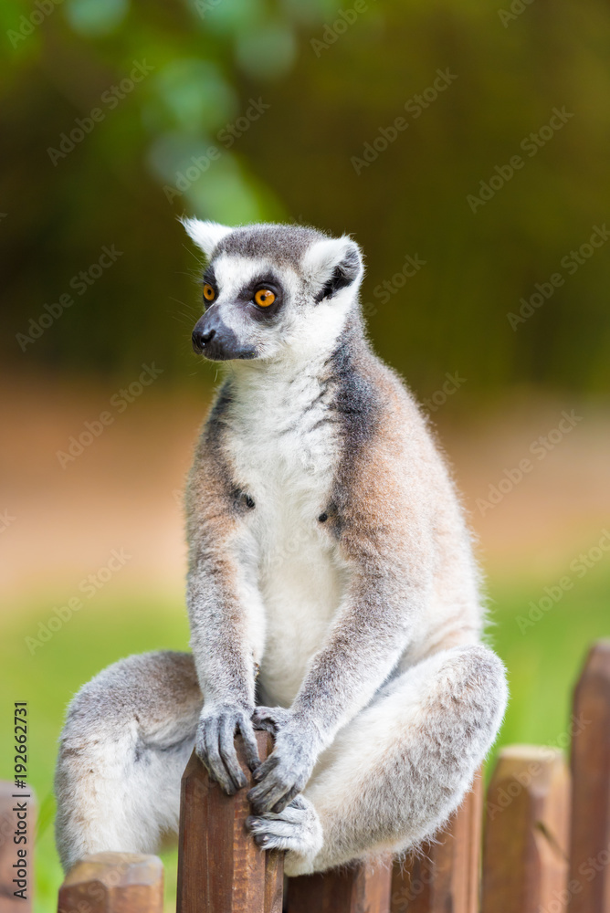 Obraz premium Portrait of Ring-tailed Lemur, native to Madagascar, with long, black and white ringed tail.