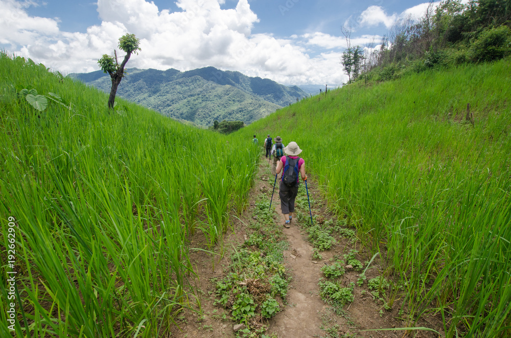 NEAR PHONGSALY, LAOS - AUGUST, 2017 : Hiker crossing rice paddy in North of Laos.
