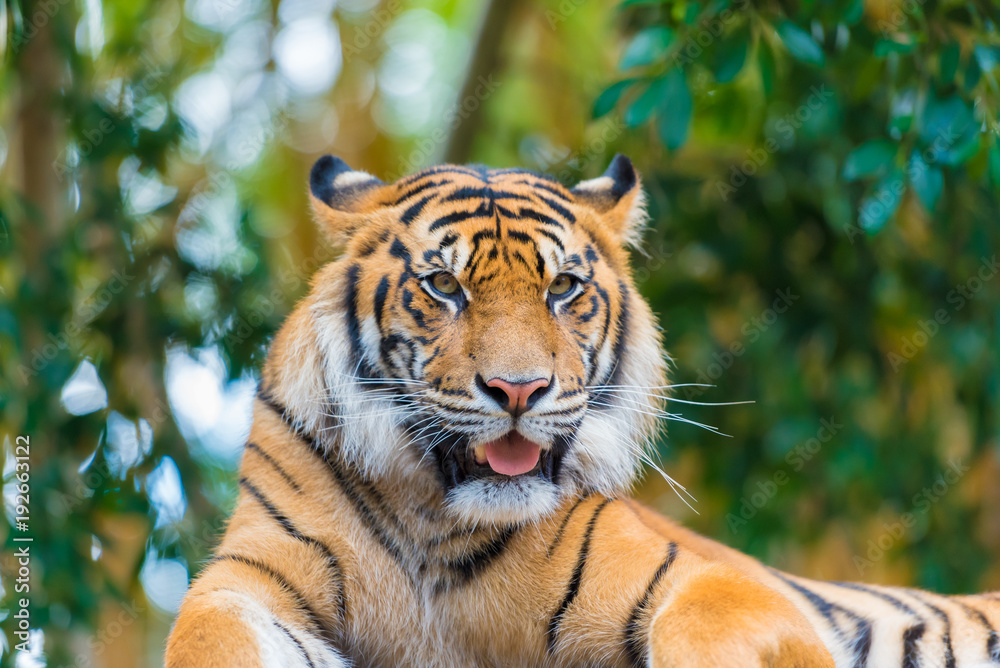Fototapeta premium Portrait of Sumatran tiger over forest background with bokeh