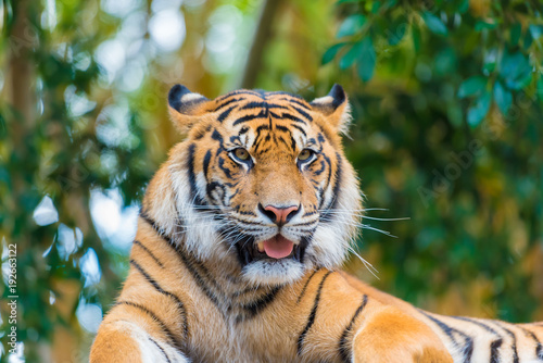 Fototapeta Naklejka Na Ścianę i Meble -  Portrait of Sumatran tiger over forest background with bokeh