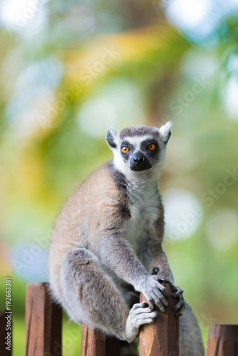Portrait of Ring-tailed Lemur, native to Madagascar, with long, black and white ringed tail. © stanciuc