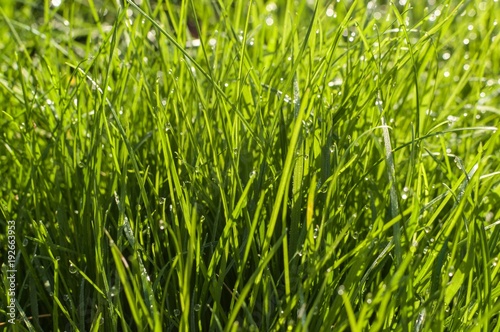 A closeup of lush green grass with droplets of water