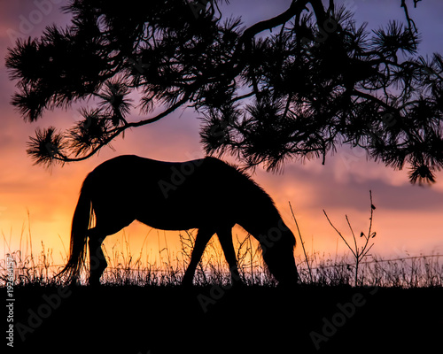 Sunrise Silhouette