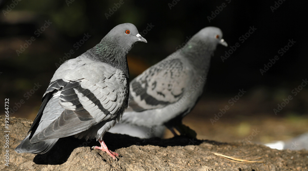 Couple of feral pigeons Columba livia domestica walking on the ground in Finland. Couple of feral pigeons Columba livia domestica walking on the ground in Finland.