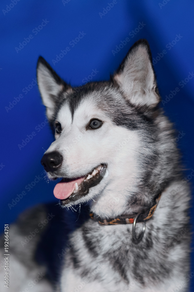 Obraz premium husky dog sitting close-up of white light eyes against the background of a polar winter night on Spitsbergen Svalbard Longyearbyen