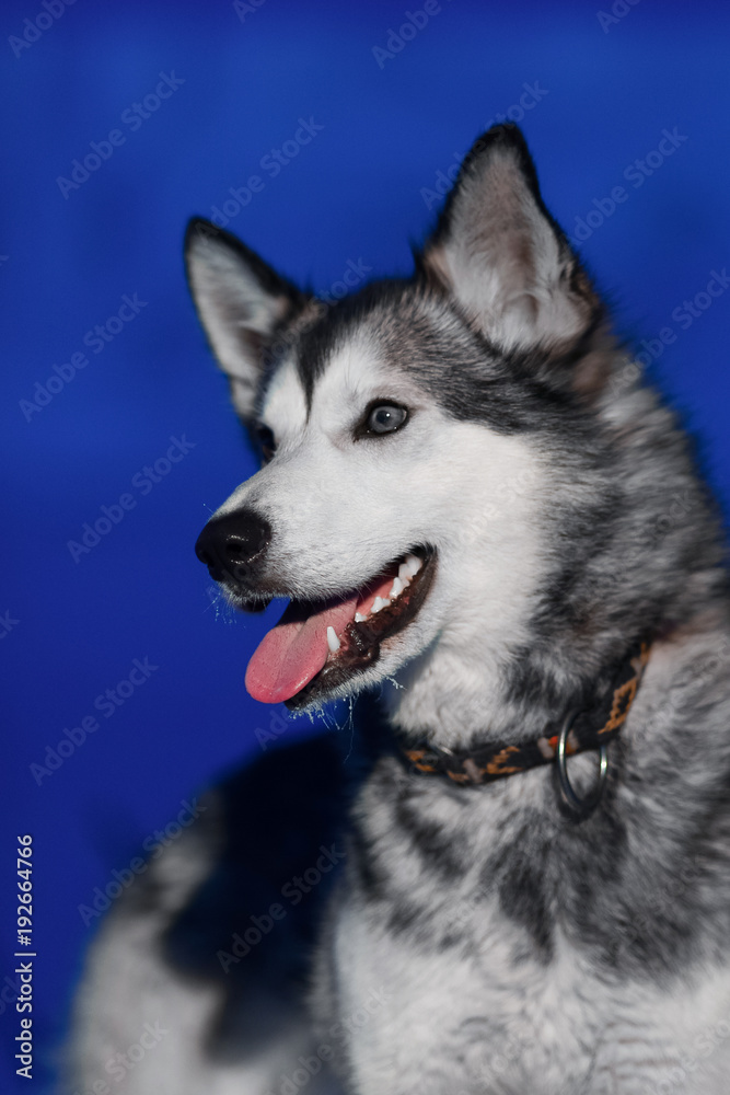 husky dog sitting close-up of white light eyes against the background of a polar winter night on Spitsbergen Svalbard Longyearbyen husky dog sitting close-up of white light eyes against the background of a polar winter night on Spitsbergen Svalbard Longyearbyen