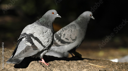 Couple of feral pigeons Columba livia domestica walking on the ground in Finland. © juerpa68