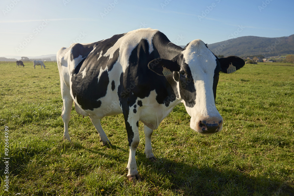 Vaca mirando a cámara en un pasto verde norte de España, Europa