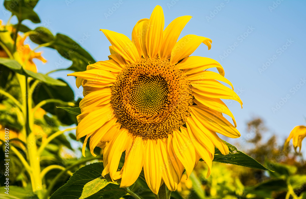 Sharp Sunflower