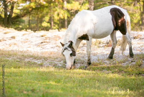 Wild Pony (Equus caballus) at Assateague Island National Seashore, Maryland