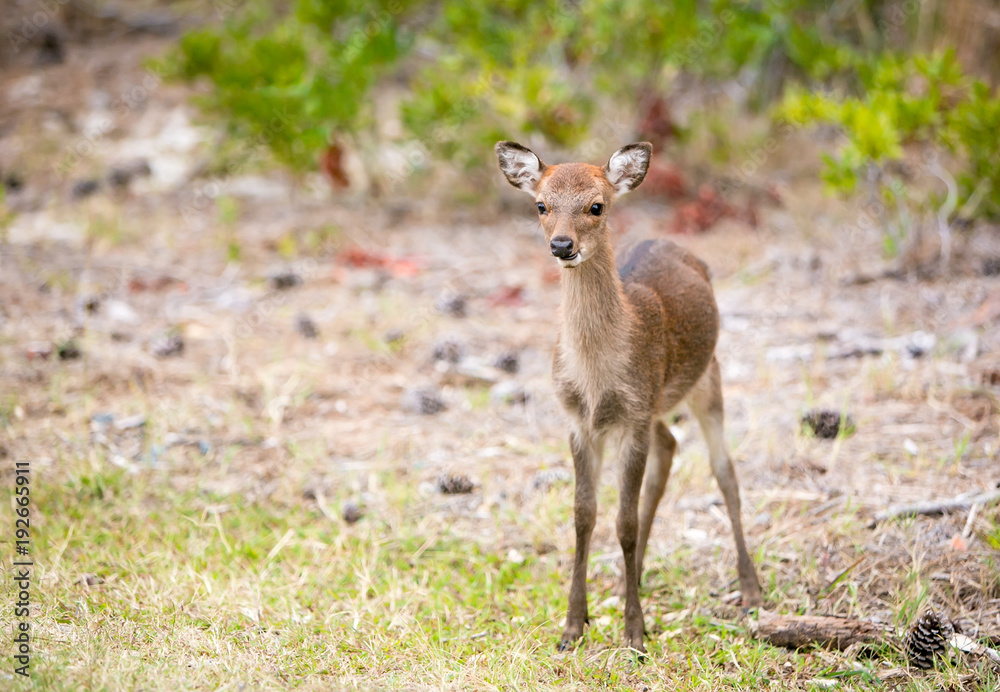 A young Sika calf (Cervus nippon) at Assateague Island National Seashore, Maryland