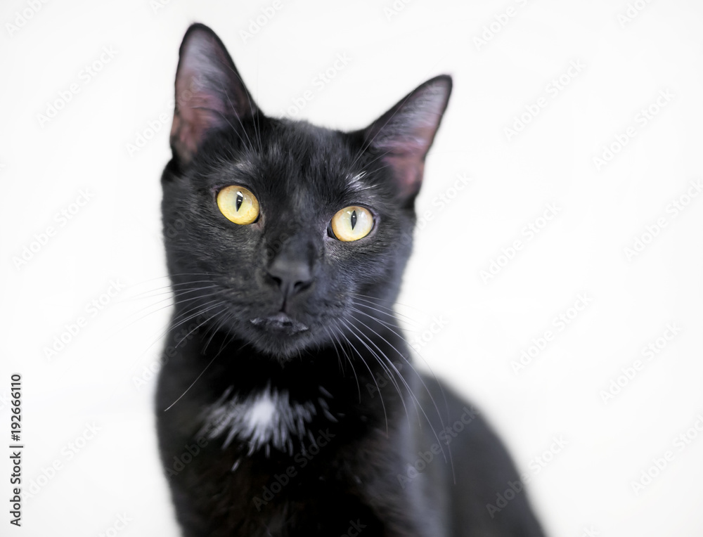 A black shorthair cat with yellow eyes and a white spot on its chest