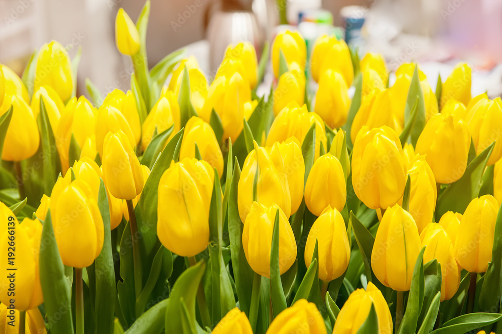 Yellow tulips on a Sunny spring day, selective focus. Background. Blur. The horizontal frame. Yellow tulips on a Sunny spring day, selective focus. Background. Blur. The horizontal frame.