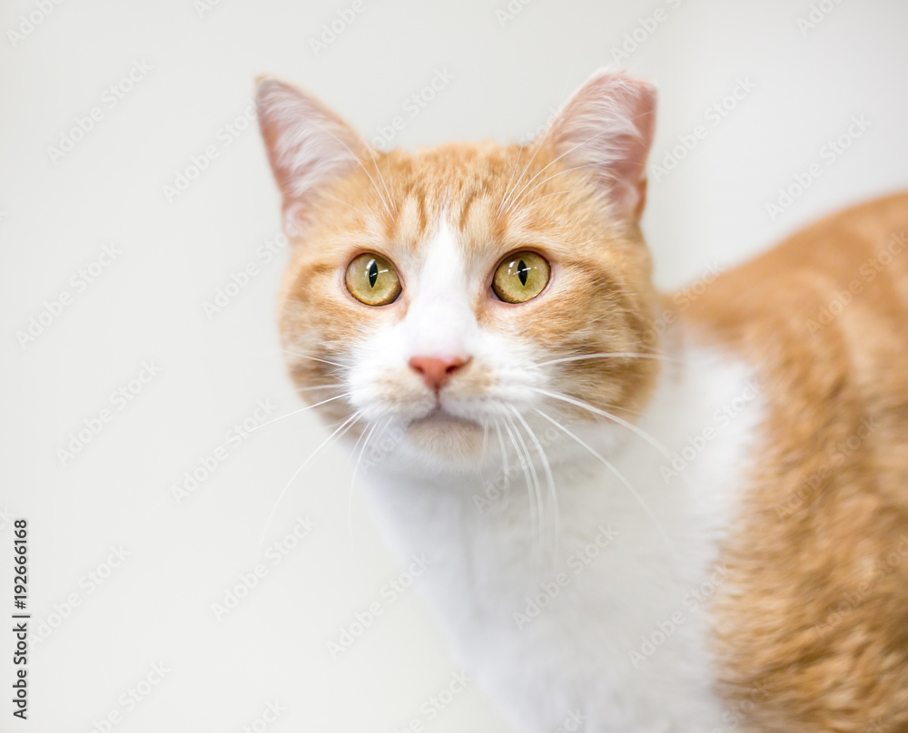 An orange and white tabby domestic shorthair cat with its ear tipped to indicate that it has been spayed or neutered and vaccinated