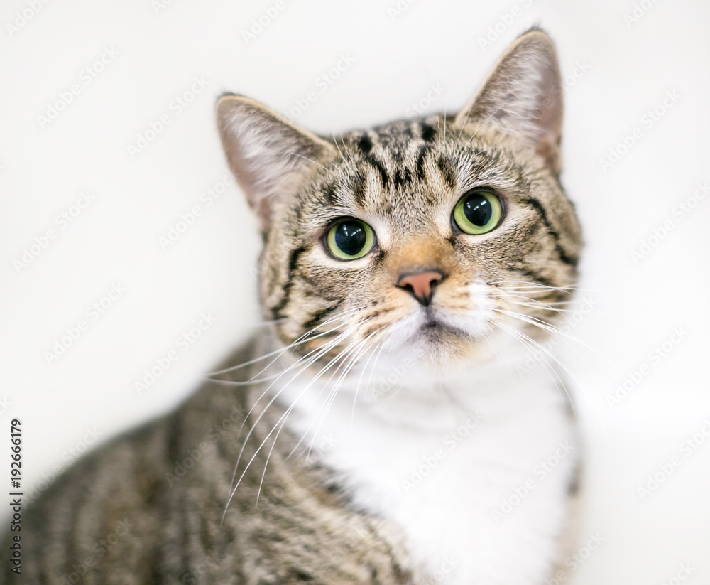 A brown tabby and white domestic shorthair cat with dilated pupils