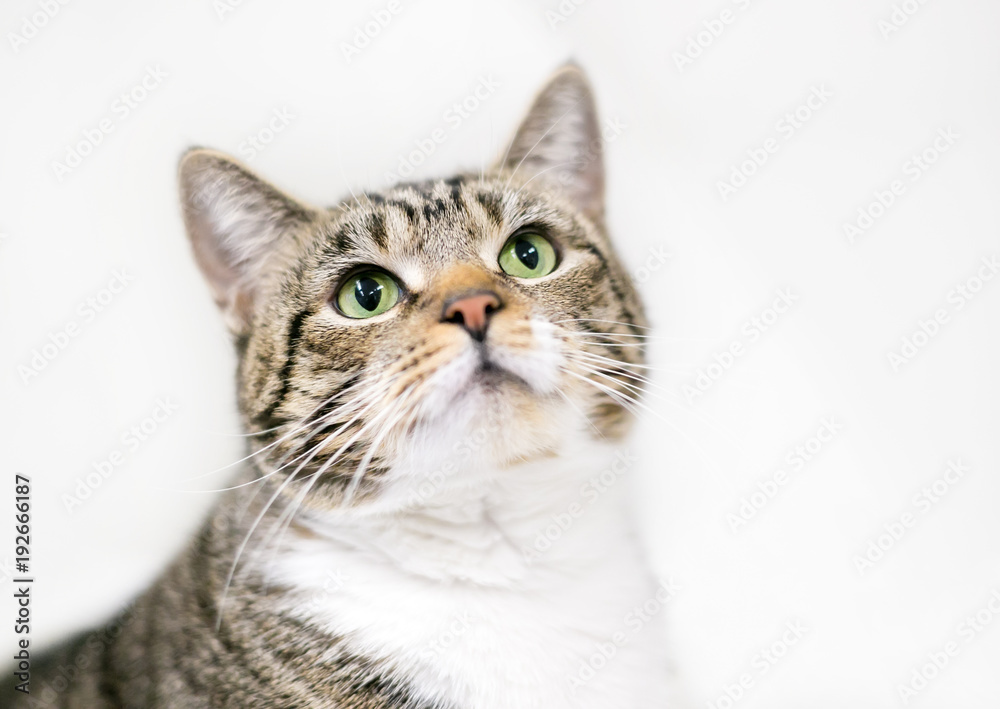 A brown tabby and white domestic shorthair cat
