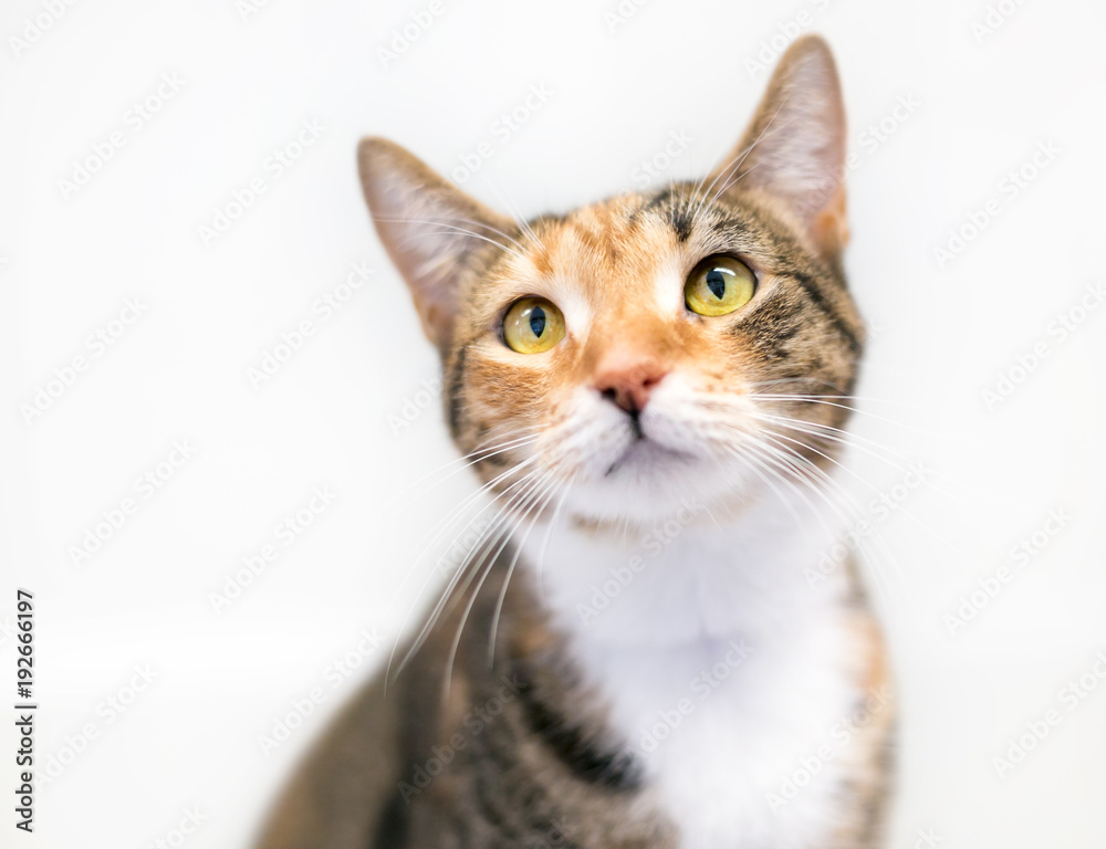 A Calico tabby domestic shorthair cat on a white background A Calico tabby domestic shorthair cat on a white background