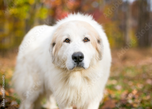 A furry Great Pyrenees dog outdoors with colorful autumn leaves photo