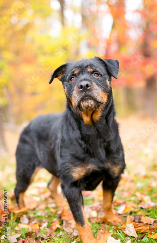 A Rottweiler mixed breed dog standing outdoors with colorful autumn leaves