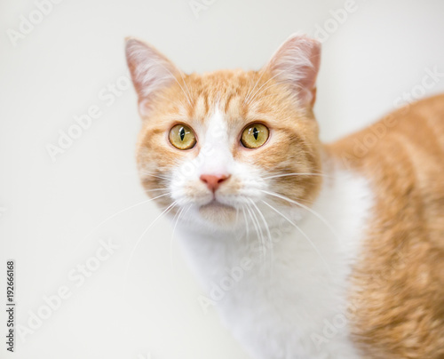 An orange and white tabby domestic shorthair cat with its ear tipped to indicate that it has been spayed or neutered and vaccinated